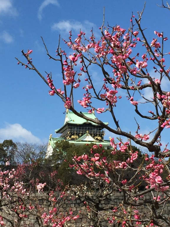 大阪城　梅林 5分咲きくらい?