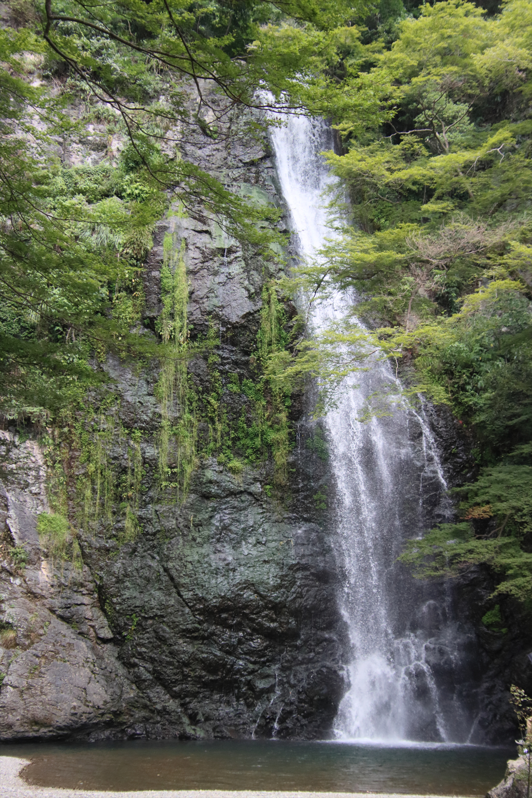 9月29日（日）箕面大滝みに行こうまるこノルディックウォーキングイベント