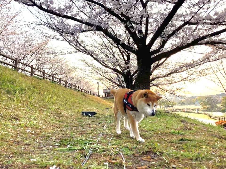 2025桜満開 柴犬まるこ15歳