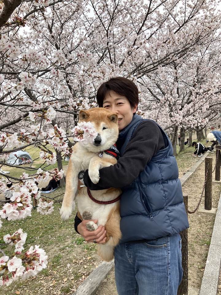 2025桜満開 柴犬まるこ15歳
