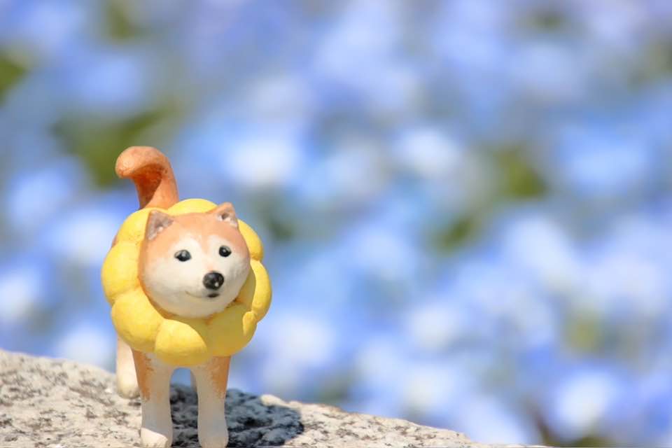 ポンデリングまるこ