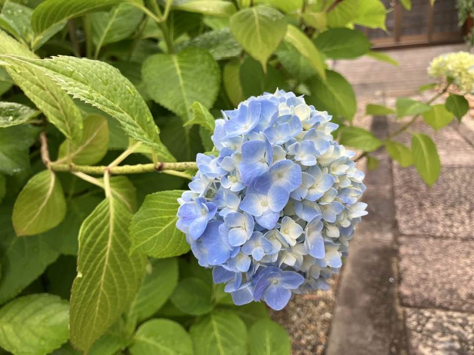 2025.05.25（日）まるこ尼崎の魅力満喫☆尼ジョーを目指すノルディックウォーキングイベント