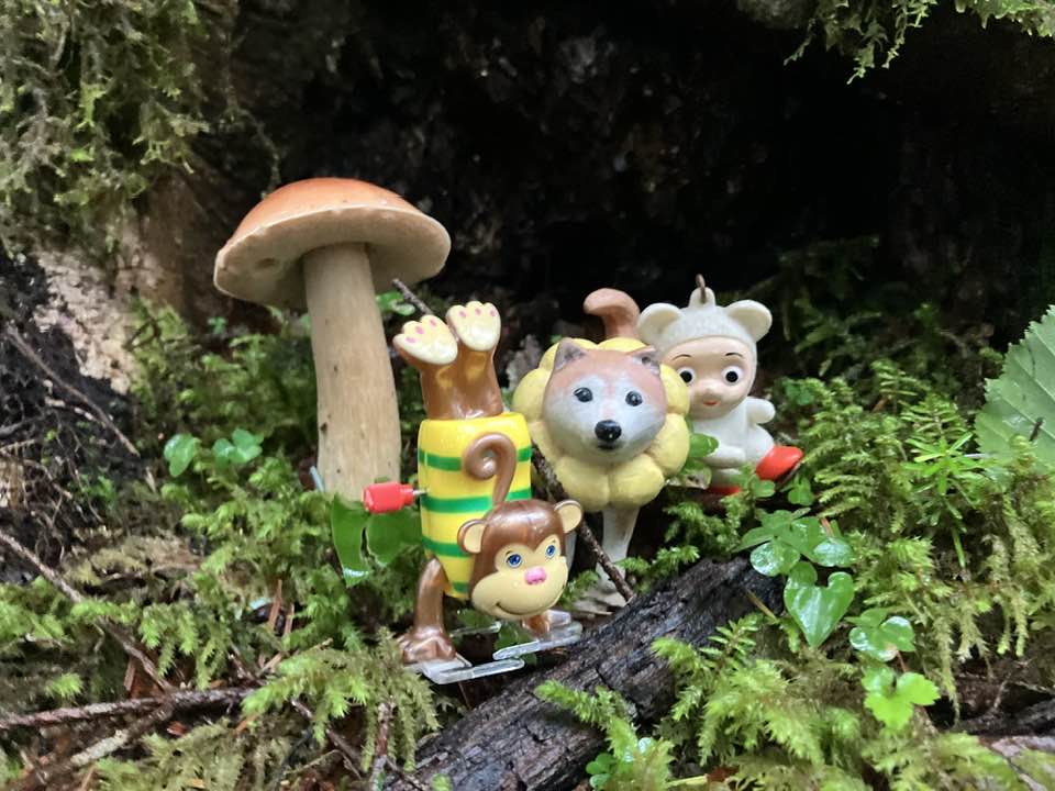 20250812-13 marco Queen of the Southern Alps Senjyogatake　仙丈ケ岳 きのこ