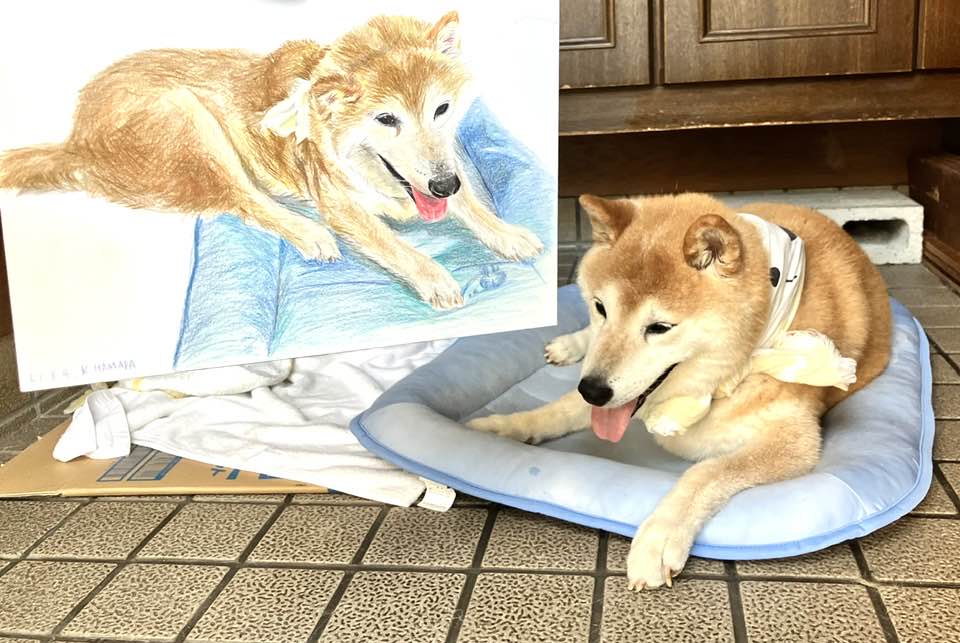 柴犬まるこ 15歳おばぁ犬モデル