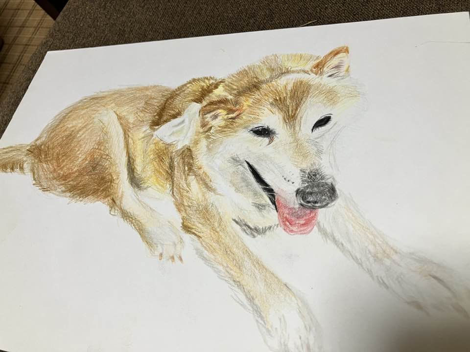 柴犬まるこ 15歳おばぁ犬モデル　絵を描いてもらう