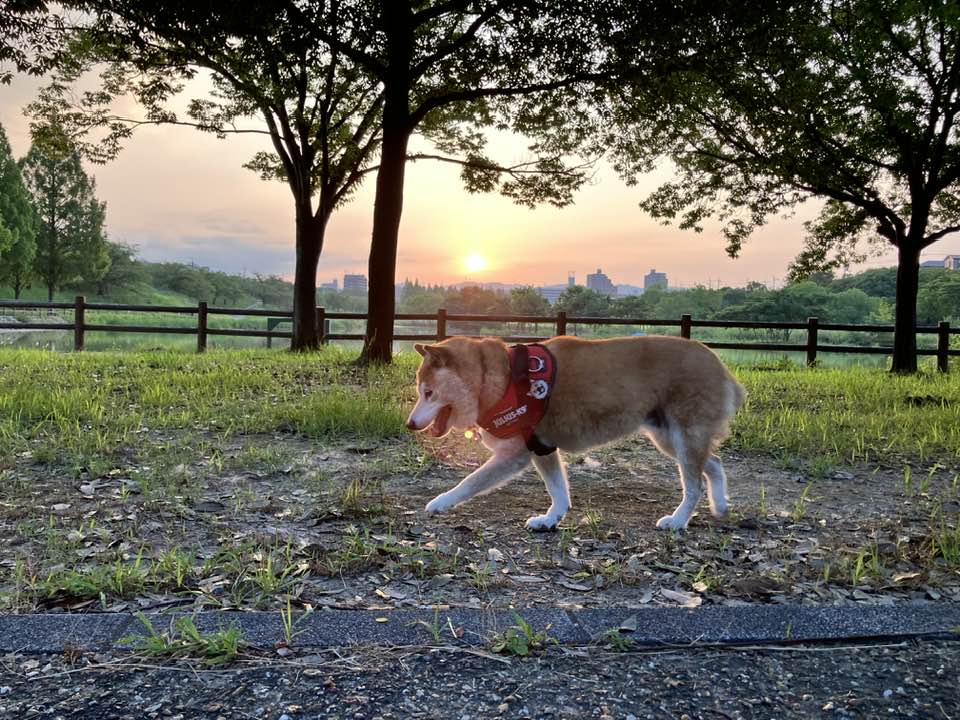 柴犬まるこ 15歳