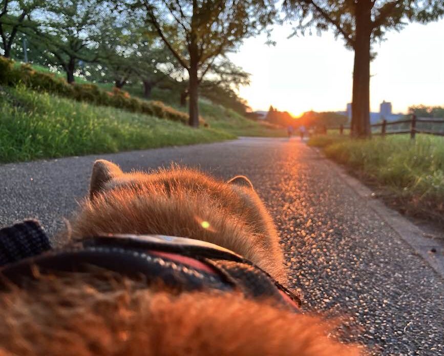 20250901 柴犬まるこ 15歳