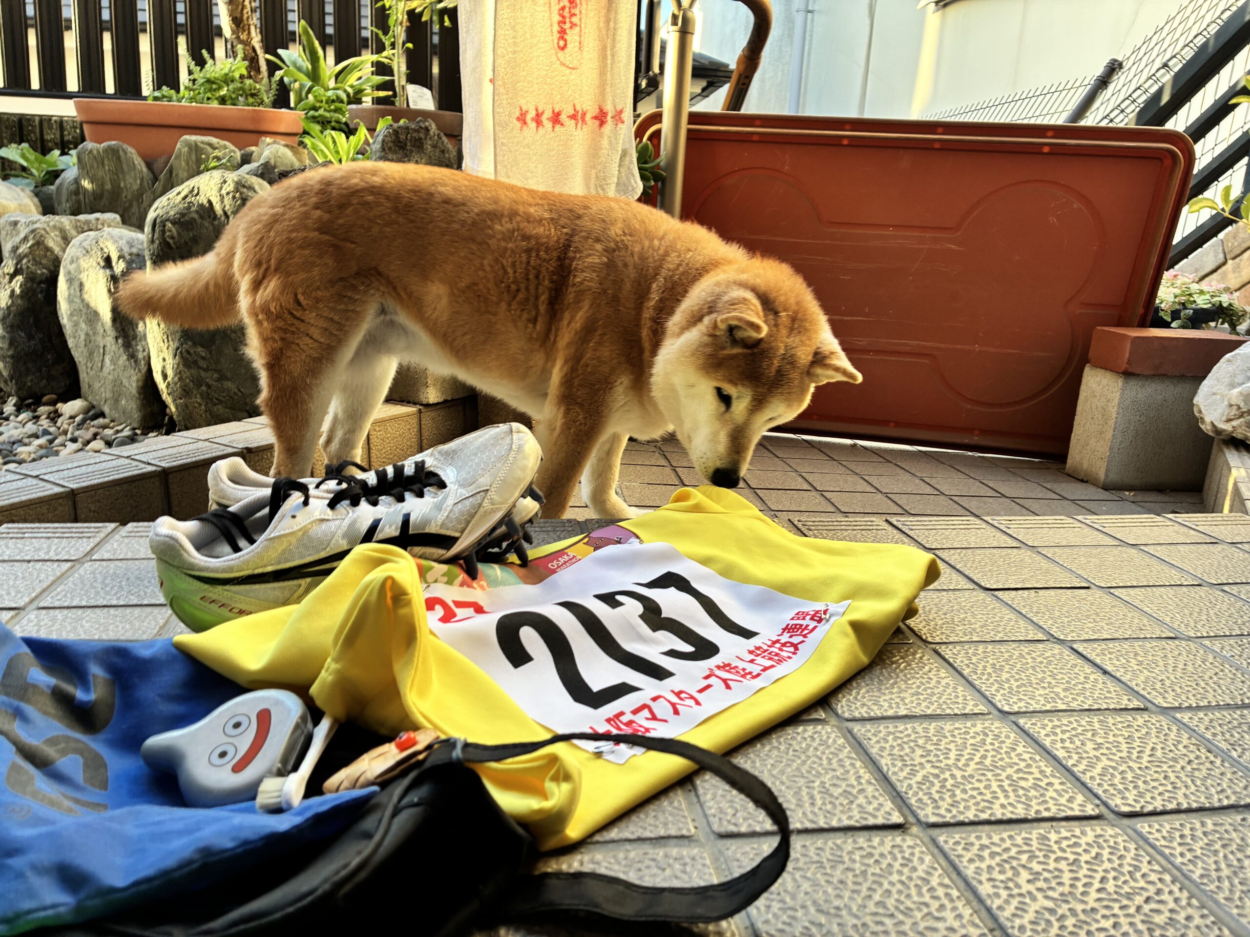 柴犬まるこ 大阪マスターズ陸上競技 記録会