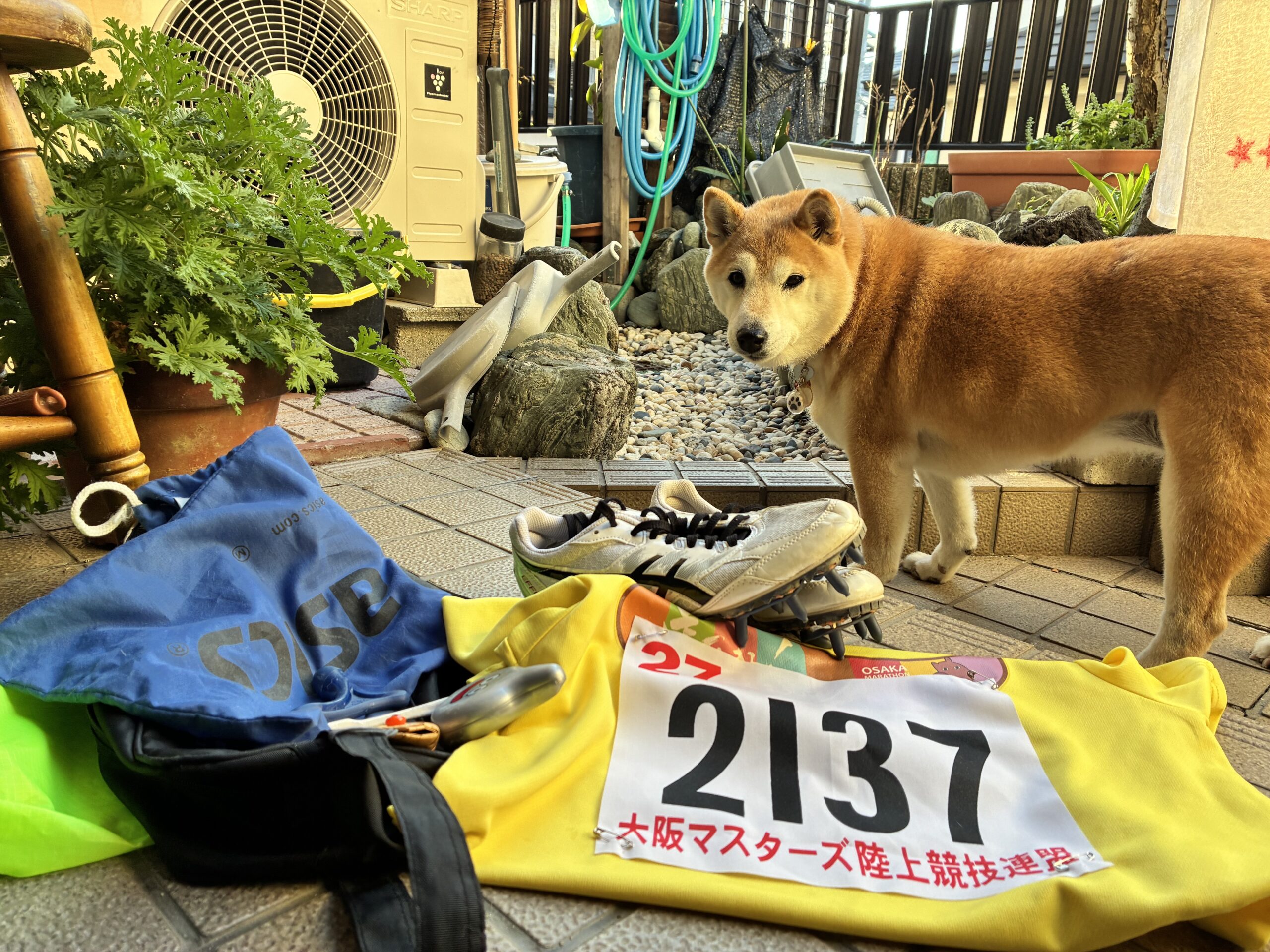 柴犬まるこ 大阪マスターズ陸上競技 記録会