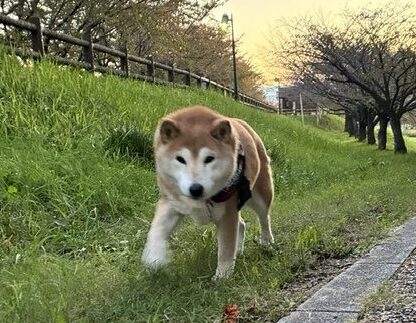 11月1日 わんわんわんの日 柴犬まるこ