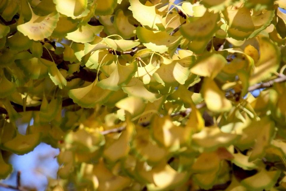 2025大阪城公園の紅葉 11.08