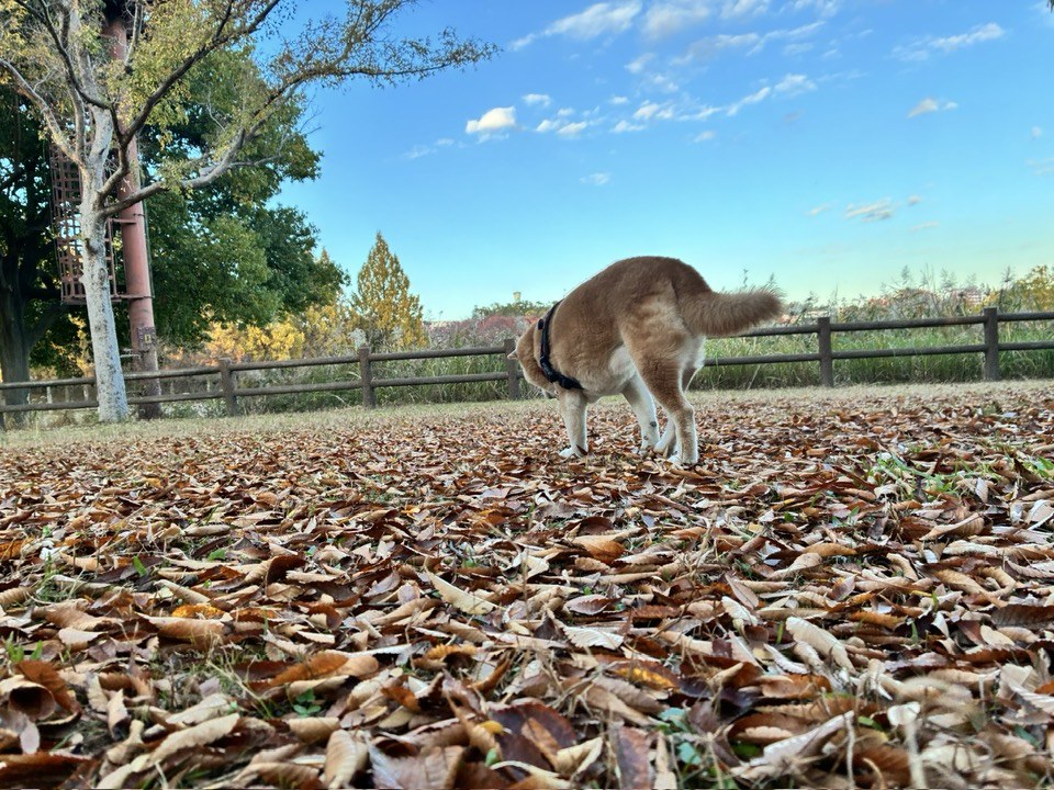 柴犬まるこ 15歳の秋