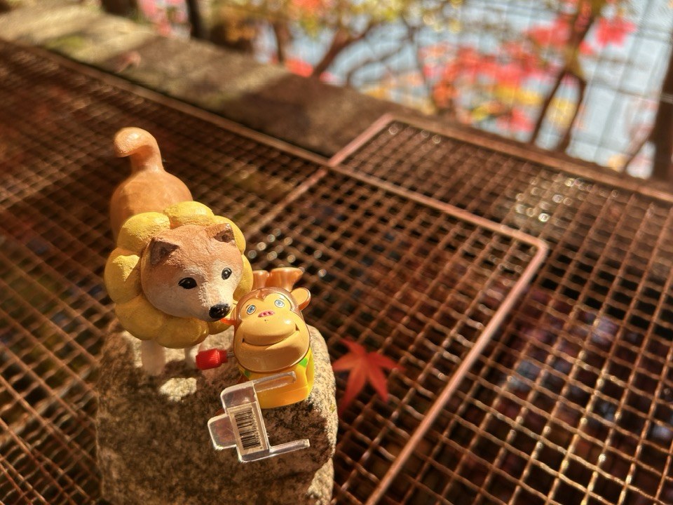 ＼2025紅葉スバラシイ／再度公園へ紅葉ノルディックウォーキングいってきました☆