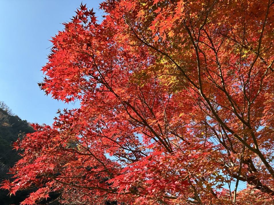 ＼2025紅葉スバラシイ／再度公園へ紅葉ノルディックウォーキングいってきました☆