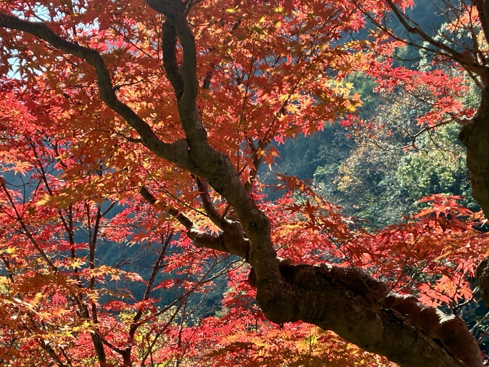 ＼2025紅葉スバラシイ／再度公園へ紅葉ノルディックウォーキングいってきました☆