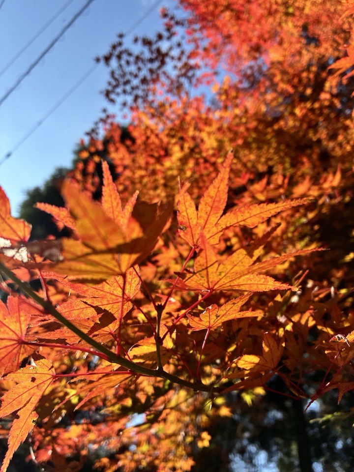 ＼2025紅葉スバラシイ／再度公園へ紅葉ノルディックウォーキングいってきました☆ 