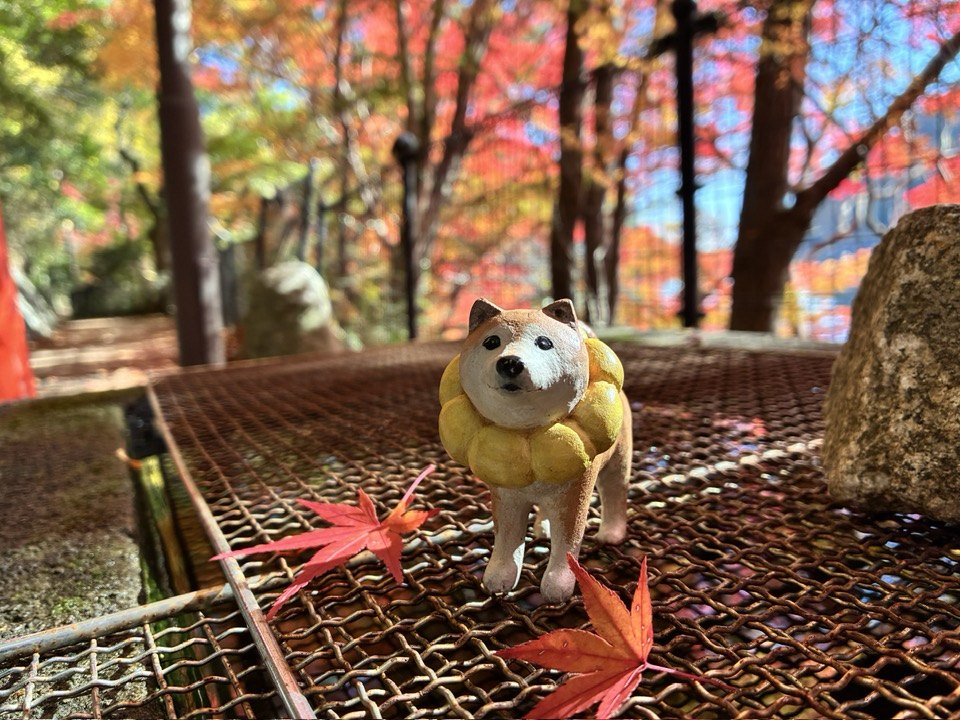 ＼2025紅葉スバラシイ／再度公園へ紅葉ノルディックウォーキングいってきました☆