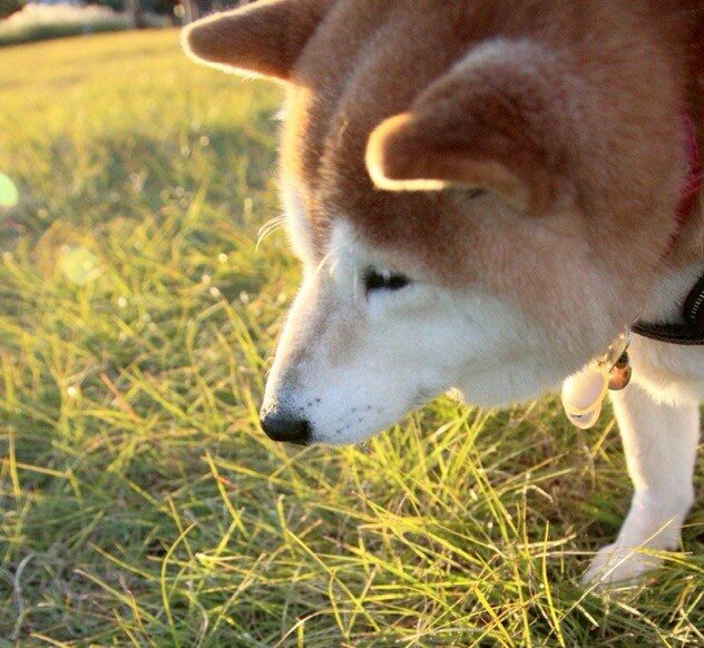 柴犬まるこ 2025 15歳