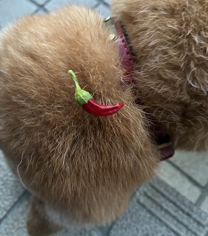 柴犬まるこ 鷹の爪