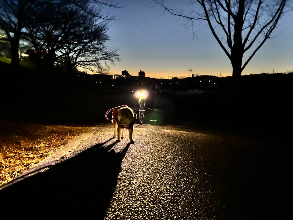 2026年1月1日 元旦 柴犬まるこ 15歳9ヶ月