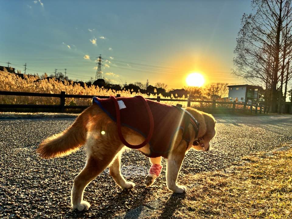 柴犬まるこ 15歳　20260110