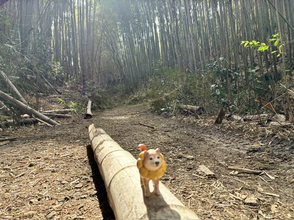 2026年4月5日（日）まるこ伏見桃山キャッスルでお花見ハッスルしちゃうノルディックウォーキングイベント下見