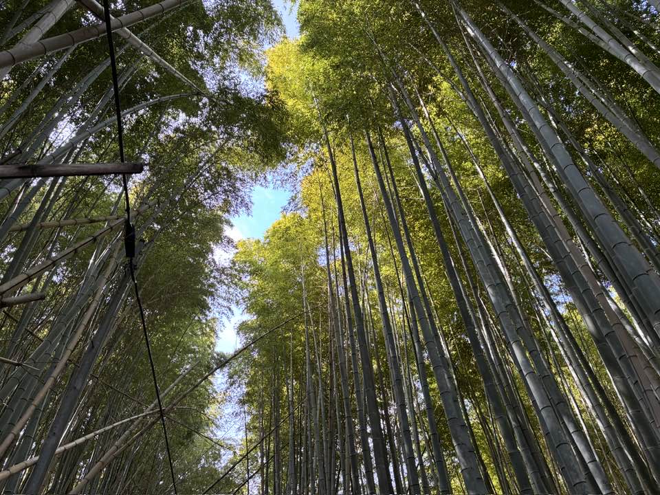 2026年4月5日（日）まるこ伏見桃山キャッスルでお花見ハッスルしちゃうノルディックウォーキングイベント下見