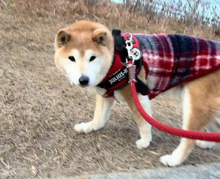 柴犬まるこ 15歳