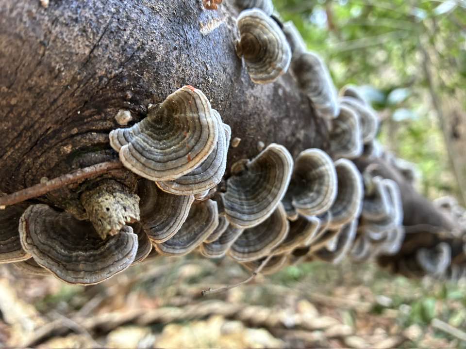 2026年4月5日（日）まるこ伏見桃山キャッスルでお花見ハッスルしちゃうノルディックウォーキングイベント下見 