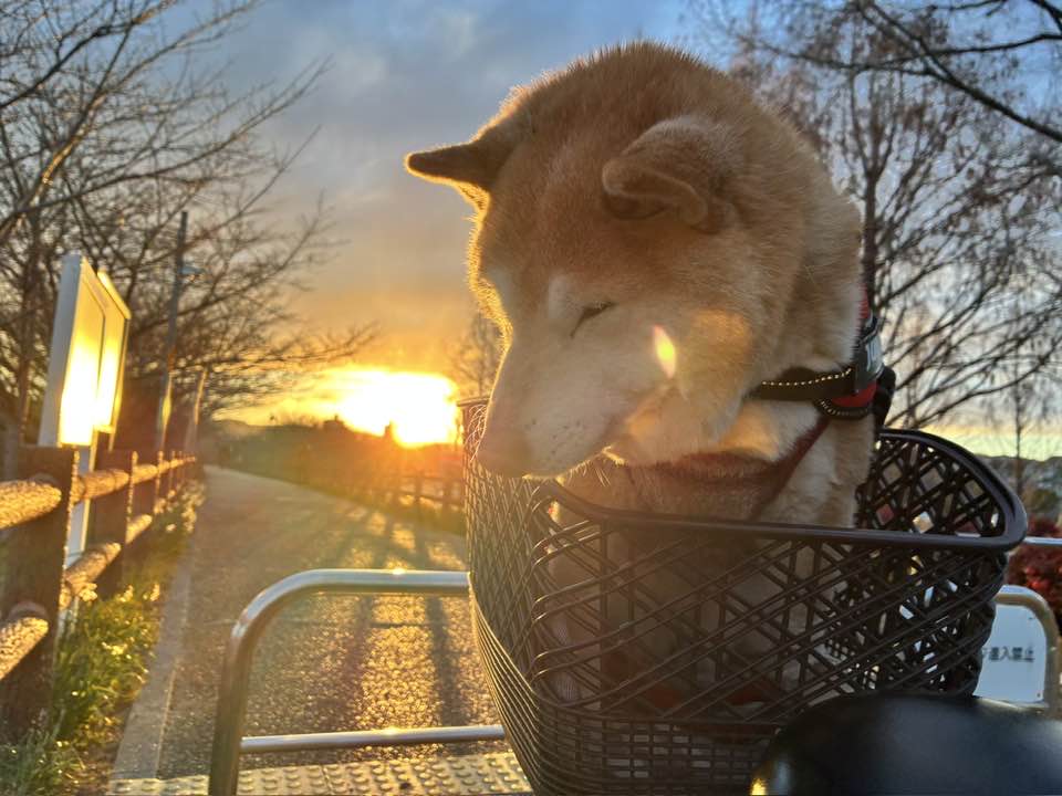 2026.3.14 柴犬まるこ 15歳 あと2週間で16歳