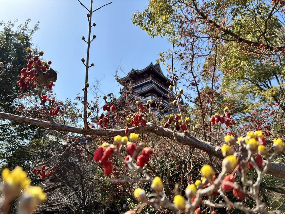 ＼お花見🌸🍡ノルディックウォーキング／2026年4月5日（日）伏見桃山キャッスルでハッスルしちゃおイベント