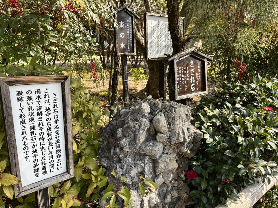 ＼ご案内／2026年4月5日（日）まるこ伏見桃山キャッスルでお花見ハッスルしちゃうノルディックウォーキングイベント　乃木神社