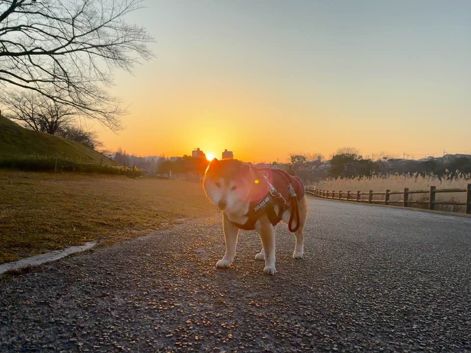 20260322柴犬まるこ