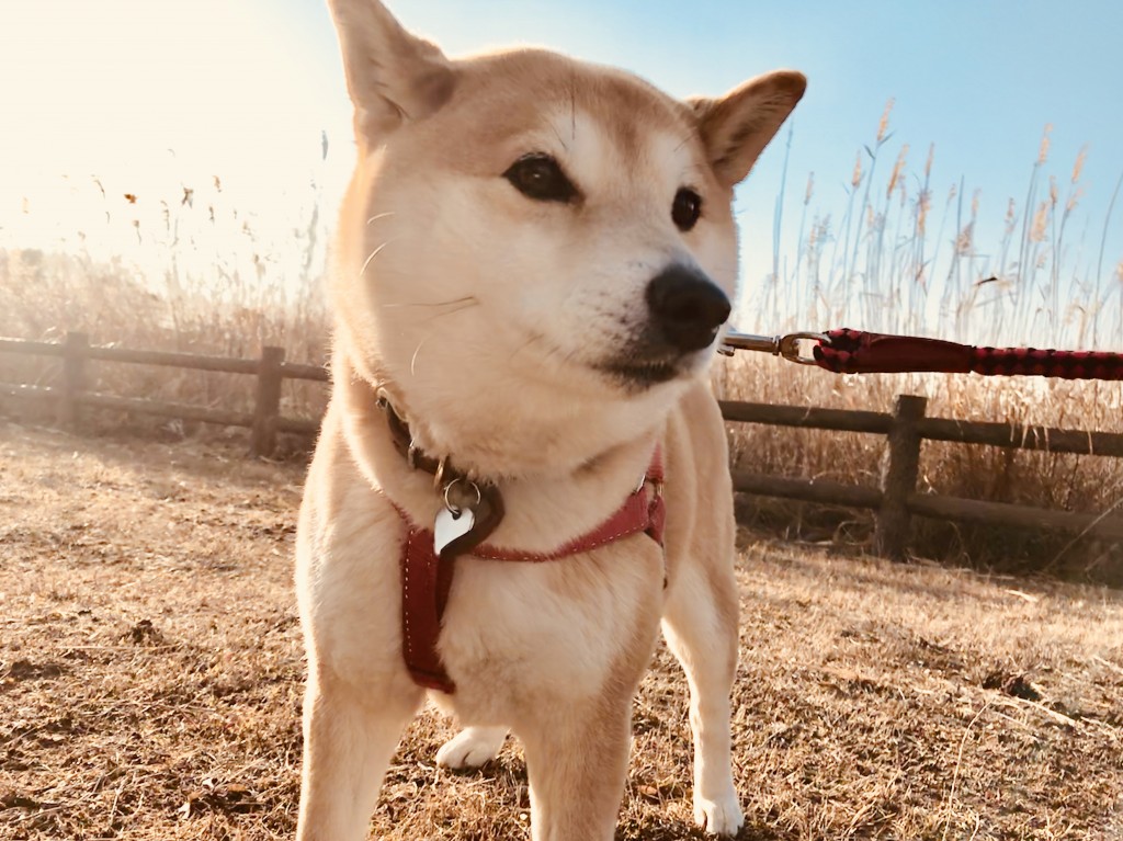 柴犬まるこ7歳、でももうすぐ8歳