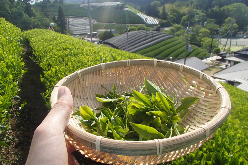 5月19日まるこ五感で楽しむ和束町の茶畑散策NW+お茶摘み体験イベント
