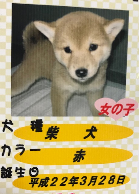 柴犬まるこ　ご紹介