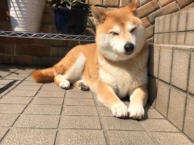 柴犬まるこ 2020.3.15