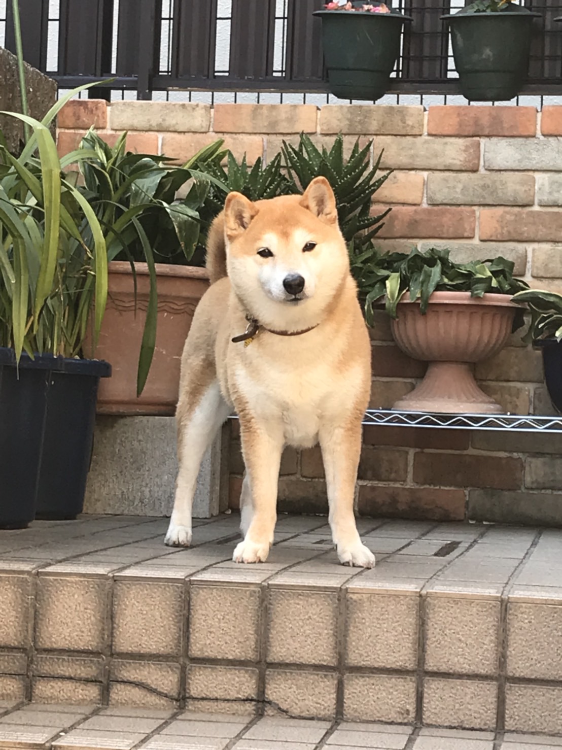 柴犬まるこ 202002