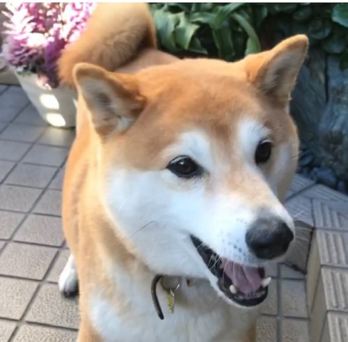 柴犬まるこ 9歳から10歳へ