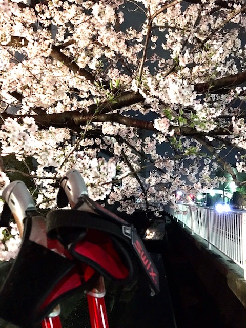 夜桜ソロノル