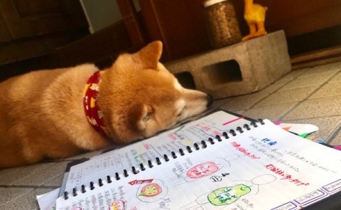 健康管理士一般指導員　健康管理能力検定1級 試験 20200719 柴犬まるこ