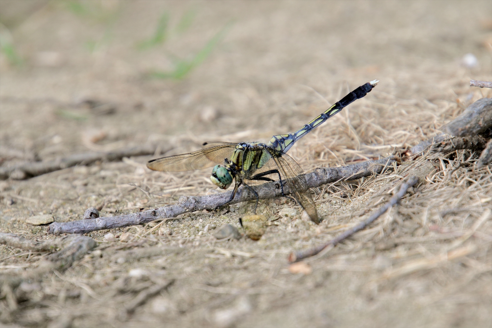 2020コロナな夏！8月10日まるこ万博公園でNW+まりさんの青空木陰でヨガ コラボイベント