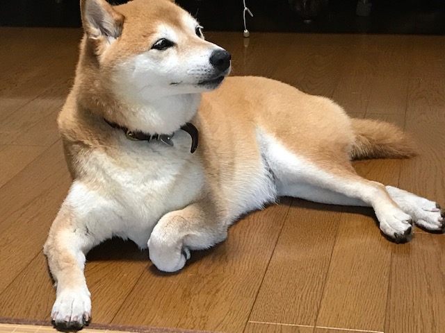 柴犬まるこ10歳 夏
