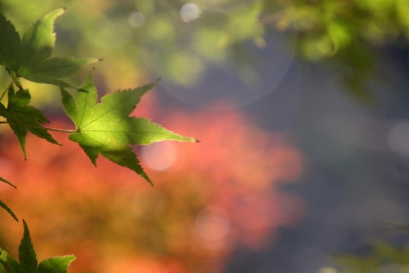 11月15日（日）秋の遠足☆まるこ武田尾廃線跡コース・生瀬～武田尾ノルディックハイキングイベント