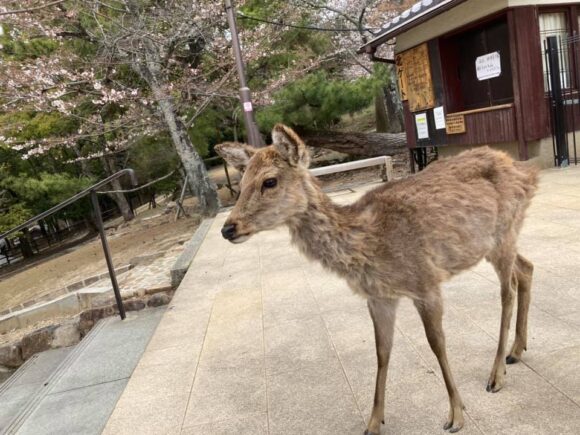 奈良公園　鹿さん