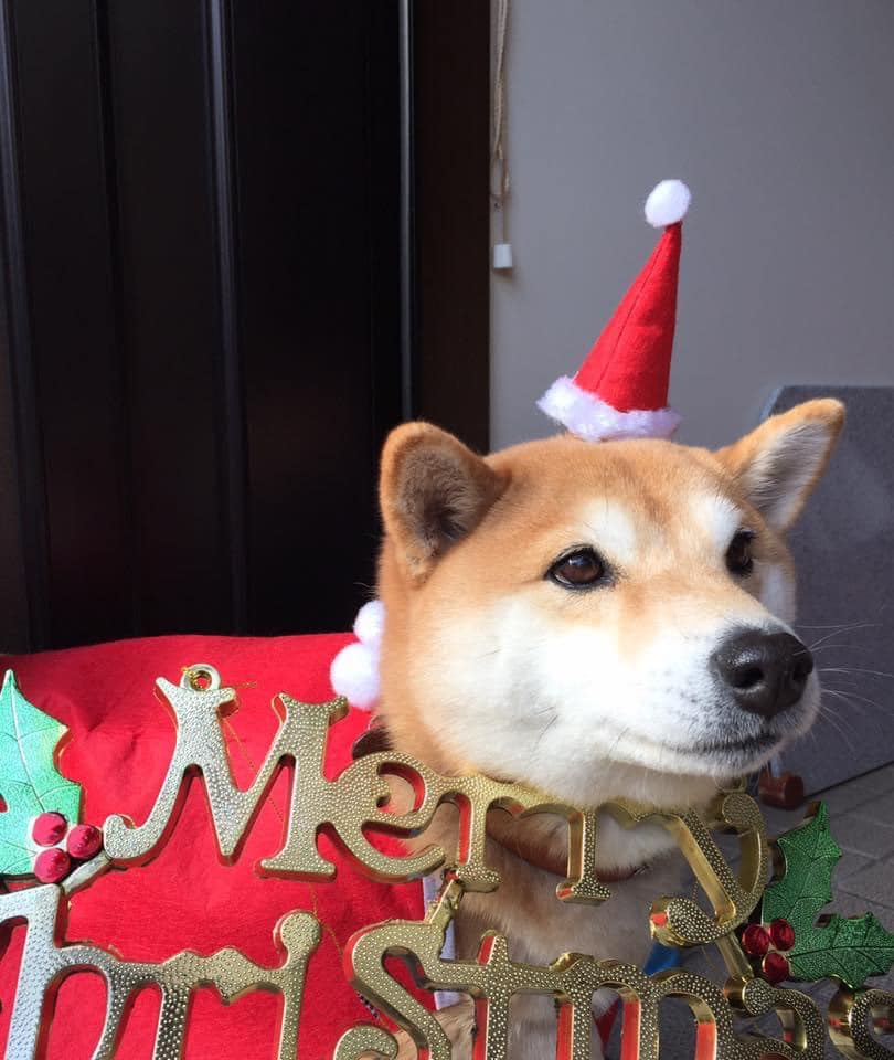 メリークリスマス 柴犬まるこ