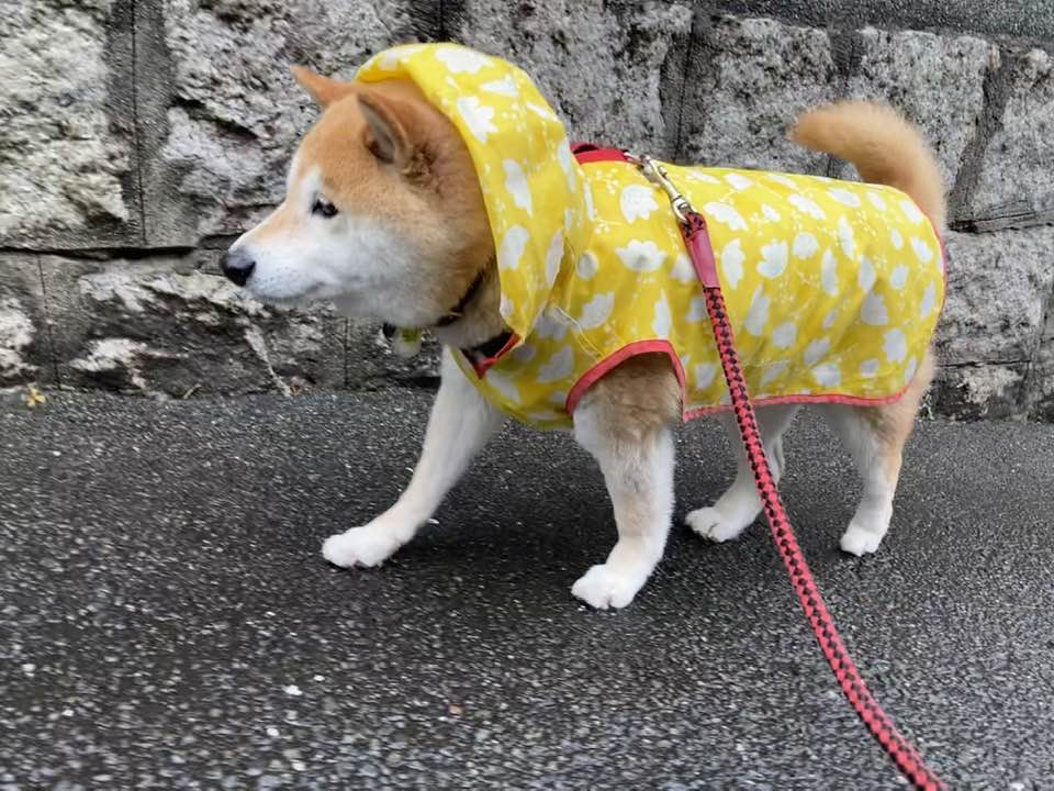 柴犬まるこ 雨カッパ