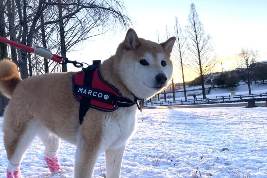 柴犬まるこ 12歳 雪