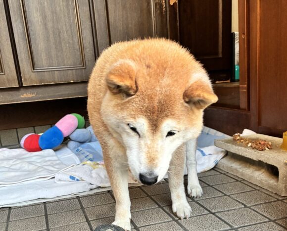 柴犬まるこ　ごめりんこ