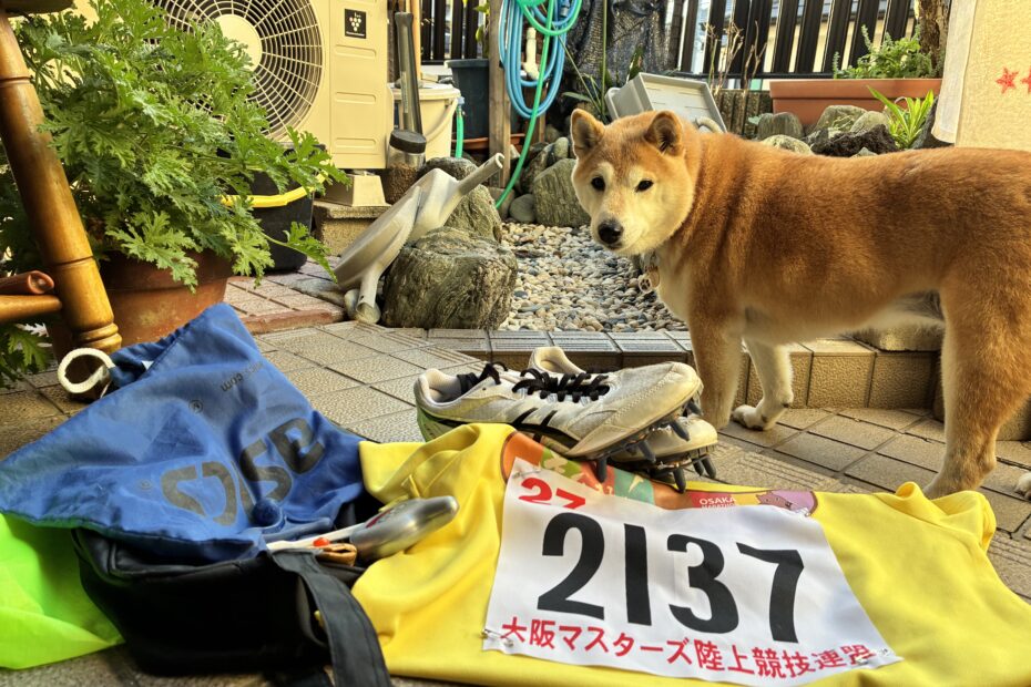 柴犬まるこ 大阪マスターズ陸上競技 記録会